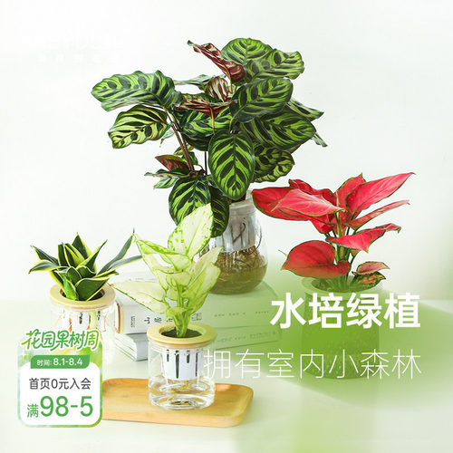 海蒂的花园桌面绿植盆栽