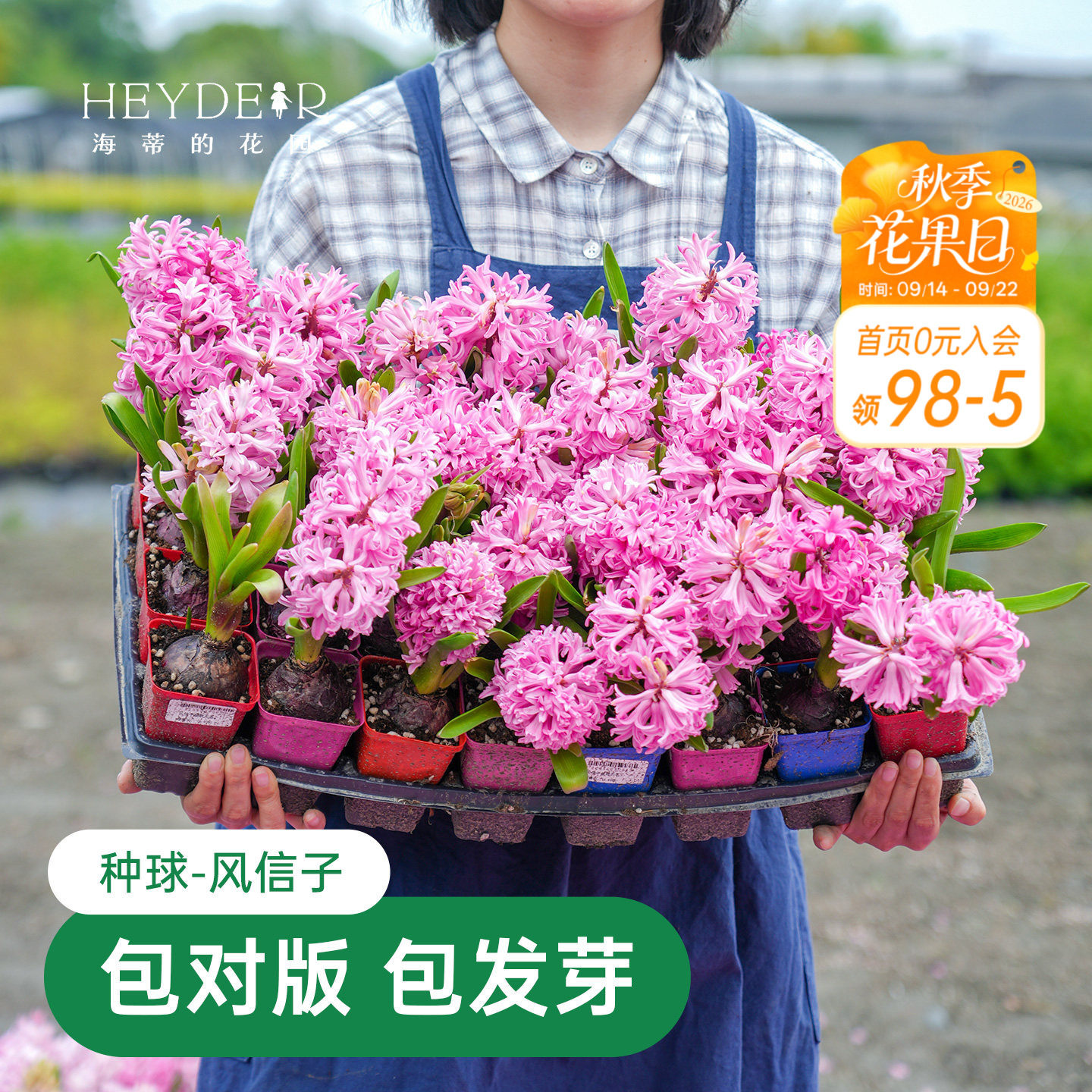 海蒂的花园风信子种球阳台水培盆栽地栽球根花卉植物庭院花园海妈图片