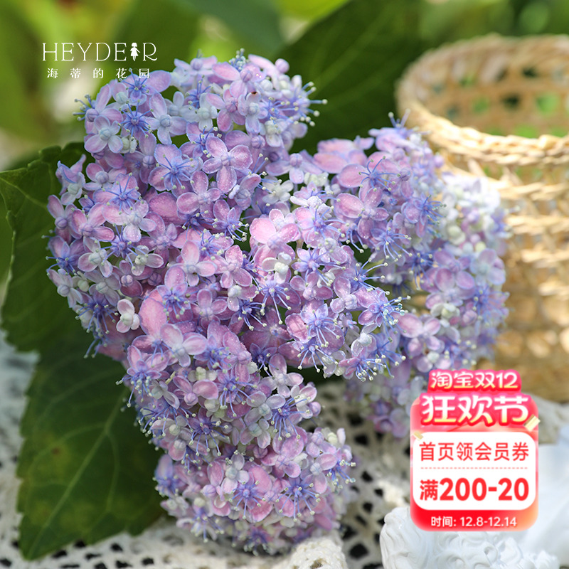 有松大花绣球仙气感耐阴好养