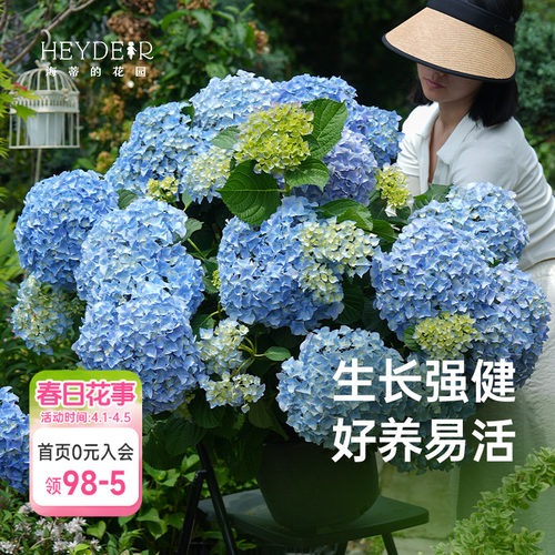 海蒂的花园绣球花大海蓝新品大花新老枝开花切花品种庭院花卉盆栽