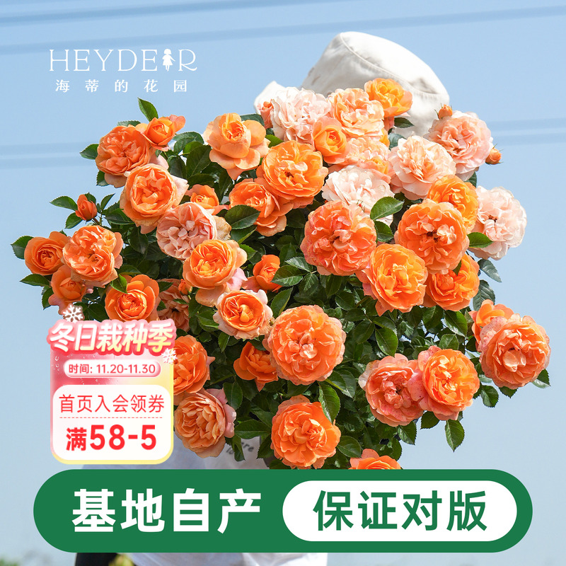 海蒂的花园月季花苗盆栽小苗爬藤玫瑰果汁阳台多季开花地栽花苗