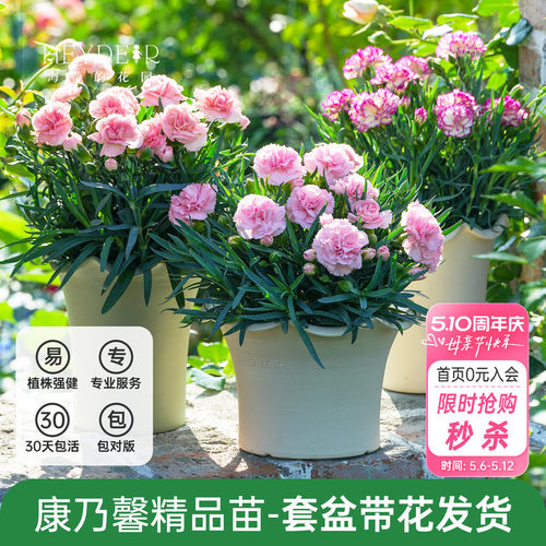 海蒂的花园康乃馨盆栽母亲节礼物