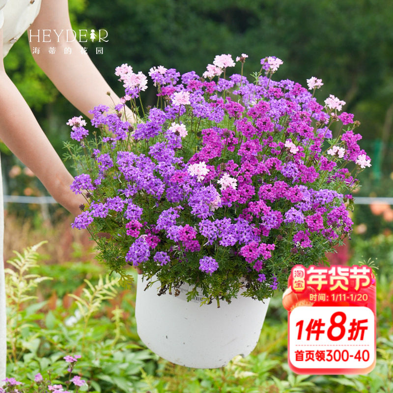 海蒂的花园 美女樱耐热耐寒草花多季开花易开花花苗植物花卉盆栽,鲜花速递/花卉仿真/绿植园艺,时令草本花卉,淘宝优惠券,粉丝福利购,淘宝优惠卷