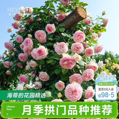 海蒂的花园月季花苗爬藤拱门玫瑰庭院地栽蓝色阴雨粉色龙沙宝石