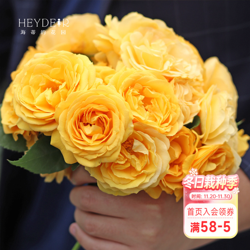 海蒂的花园美妙绝伦直立月季盆栽