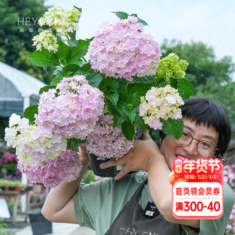 海蒂的花园绣球花苗万华镜大花阳台庭院露台好养开花植物花卉盆栽,鲜花速递/花卉仿真/绿植园艺,绣球/木绣球/木本植物,淘宝优惠券,粉丝福利购,淘宝优惠卷