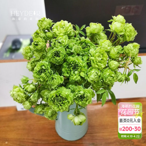 海蒂的花园结绿珍月季盆栽