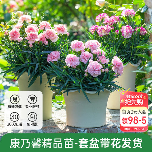 海蒂的花园康乃馨盆栽母亲节礼物