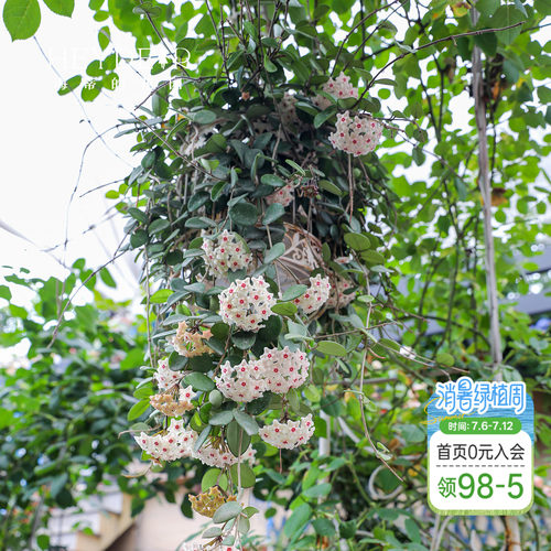【小红书10万人种草】球兰好养
