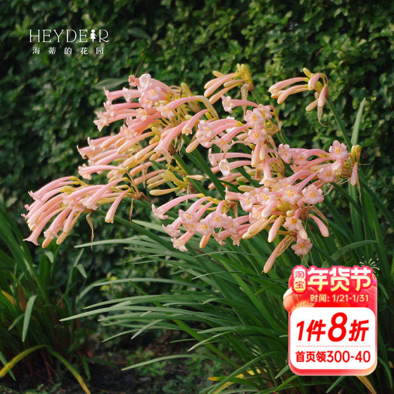 海蒂的花园垂筒花种球花卉趣味可爱绿植盆栽阳台花园秋冬开花植物,鲜花速递/花卉仿真/绿植园艺,时令草本花卉,淘宝优惠券,粉丝福利购,淘宝优惠卷