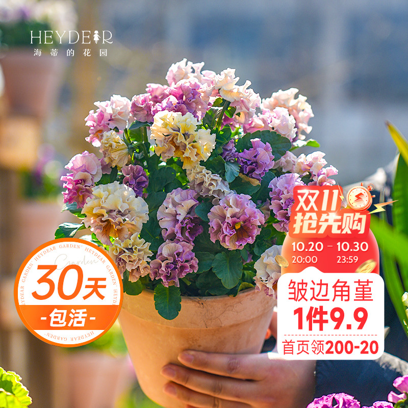 角堇冬春阳台盆栽花卉