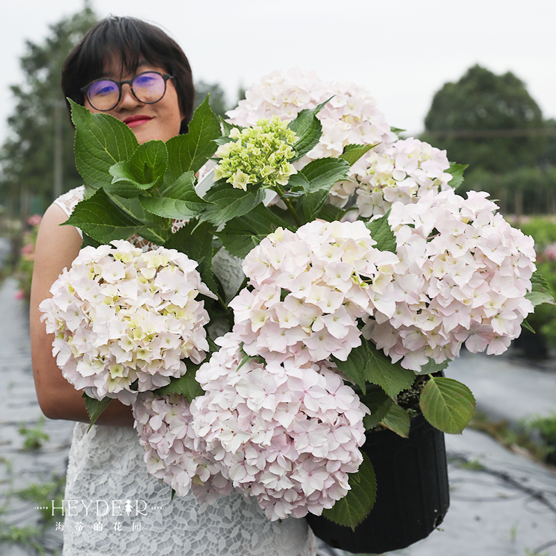 海蒂的花园青岛绣球露台耐阴花苗