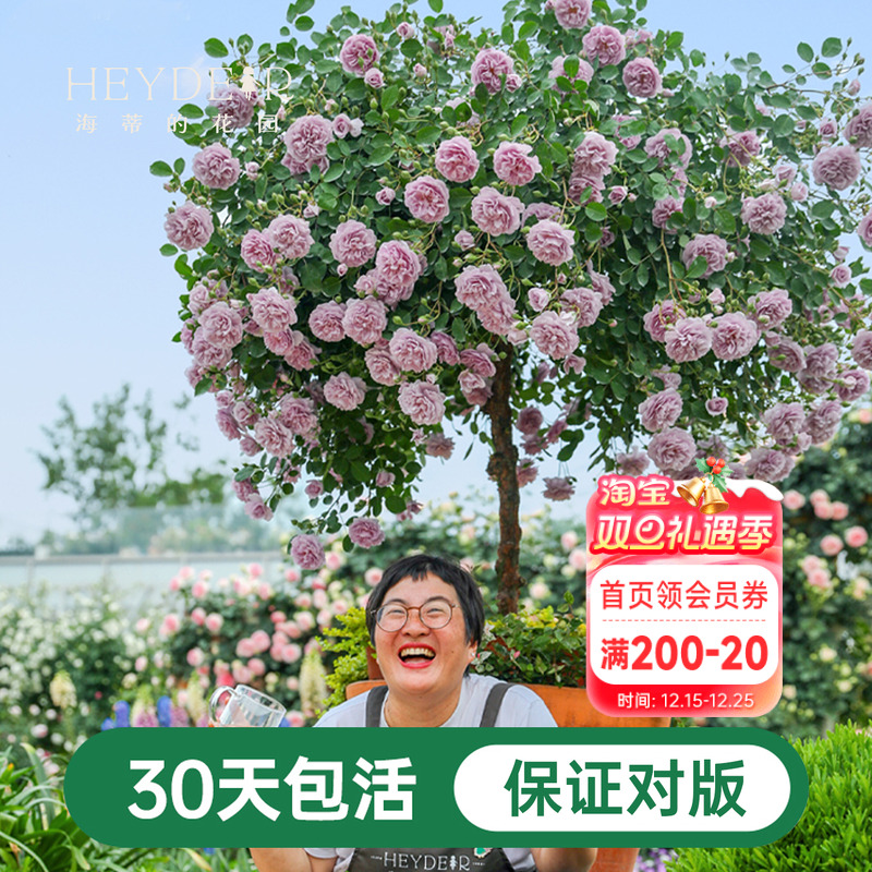 海蒂的花园蓝色阴雨爬藤月季四季阳台庭院垂吊花卉植物盆栽花苗