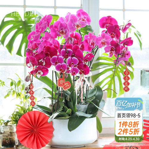 带花苞蝴蝶兰海蒂的花园