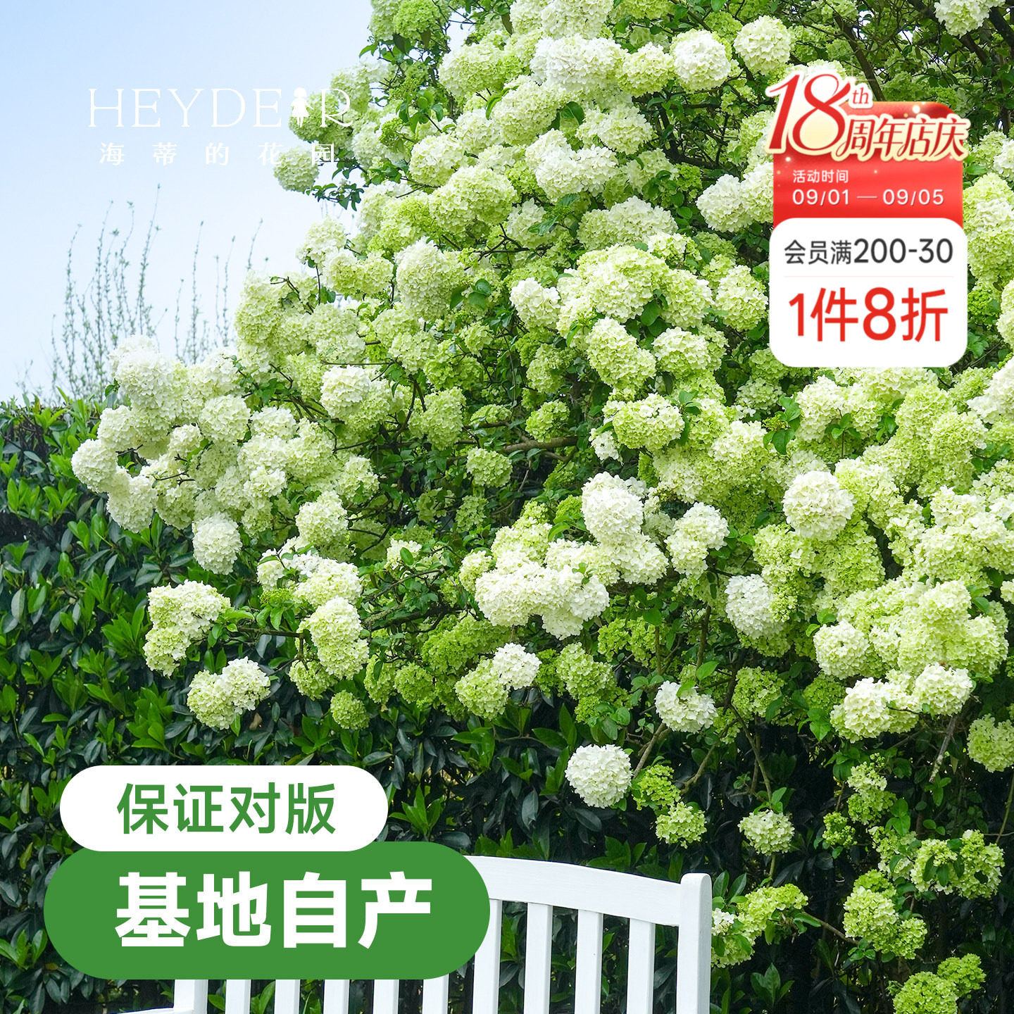中华木绣球【小红书10万人种草】图片