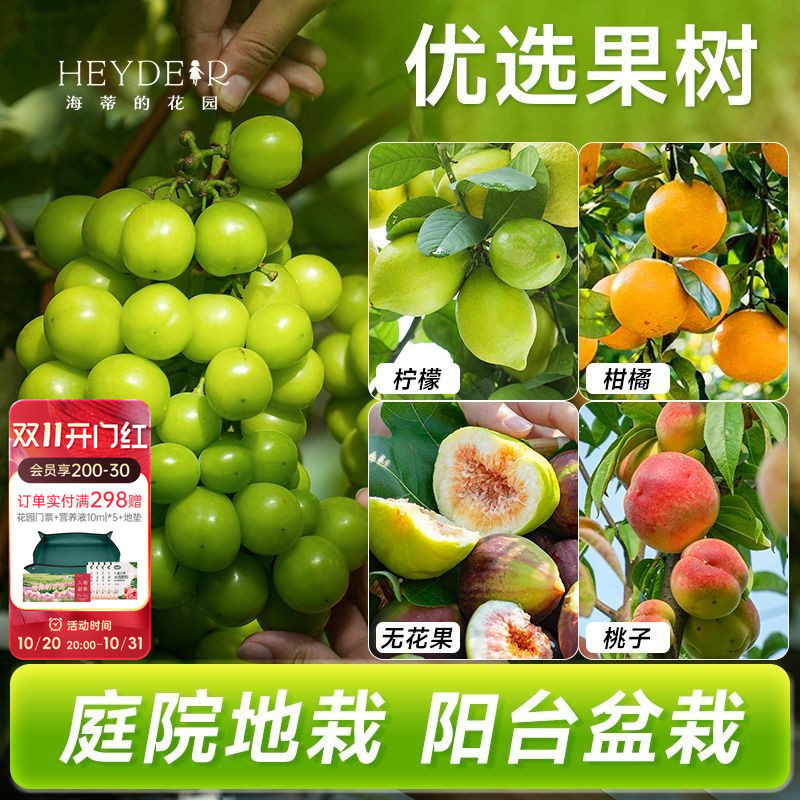 海蒂的花园蓝莓树果苗盆栽南方北方带阳台庭院地栽果蔬苗海妈家