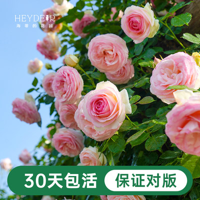 海蒂的花园月季花苗粉色龙沙宝石