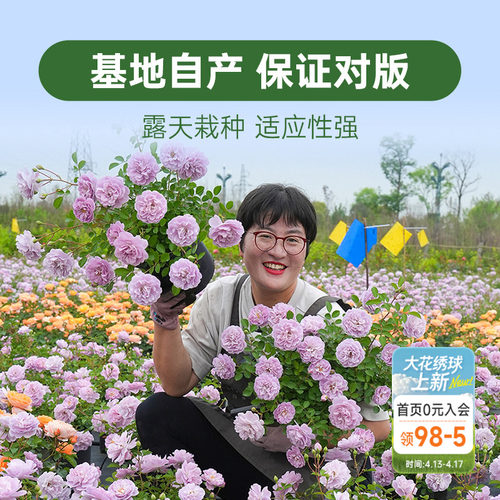 海蒂的花园月季花苗盆栽小苗爬藤玫瑰果汁阳台地栽花苗