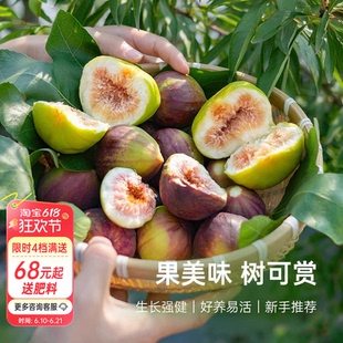 海蒂的花园无花果树果苗盆栽庭院家庭地栽水果树苗好种易养