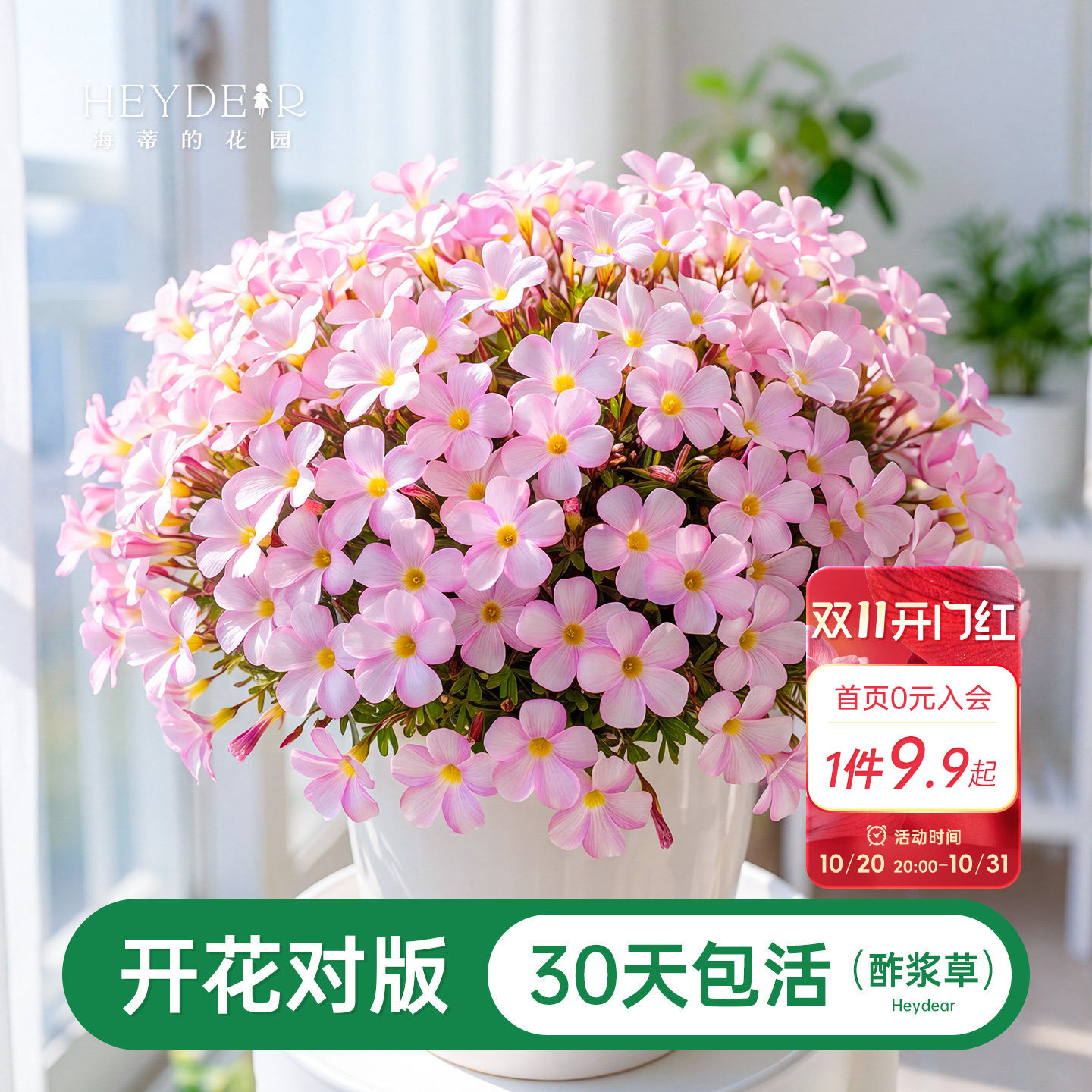 海蒂的花园酢浆草种球