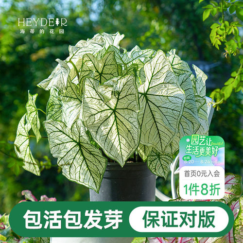 海蒂的花园彩叶芋种球桌面盆栽绿植观叶植物白色恋人养护简单好养