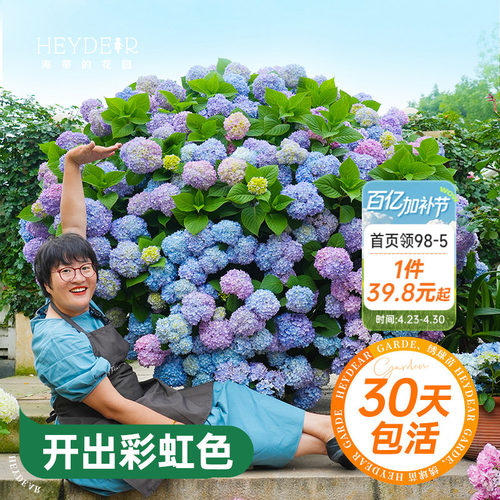 海蒂的花园绣球花苗无尽夏大海蓝万华镜阳台四季种植物树苗盆栽