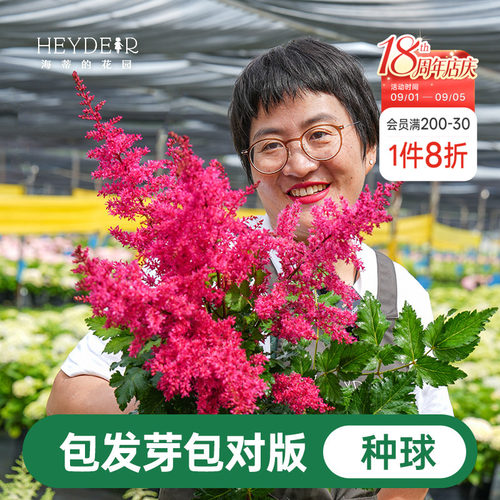海蒂的花园落新妇裸根苗耐阴多年生花卉阳台盆栽庭院地栽花境植物