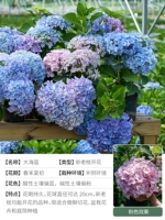 Dahai Blue 1 GALLON SEDES [Оригинальная цена 48 Юань]