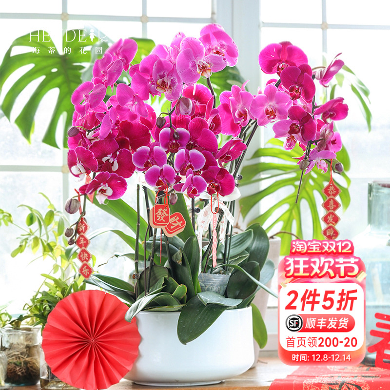 带花苞蝴蝶兰海蒂的花园