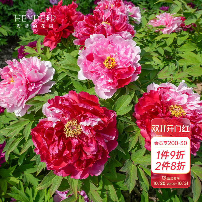 海蒂的花园牡丹花苗可盆栽地栽阳台庭院花卉绿植海妈推荐成都总店