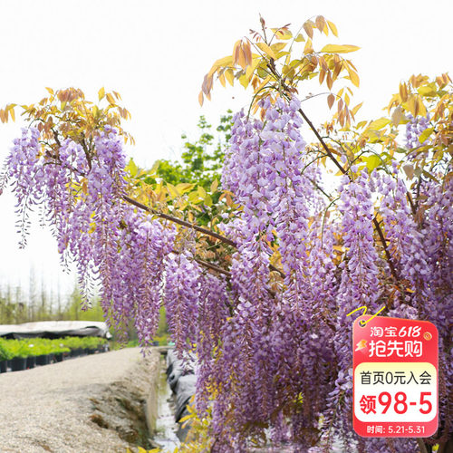 海蒂的花园多花紫藤爬藤花墙爆花