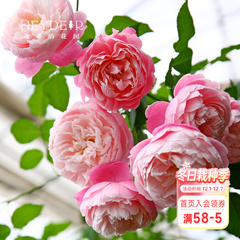 海蒂的花园花卉灌木月季