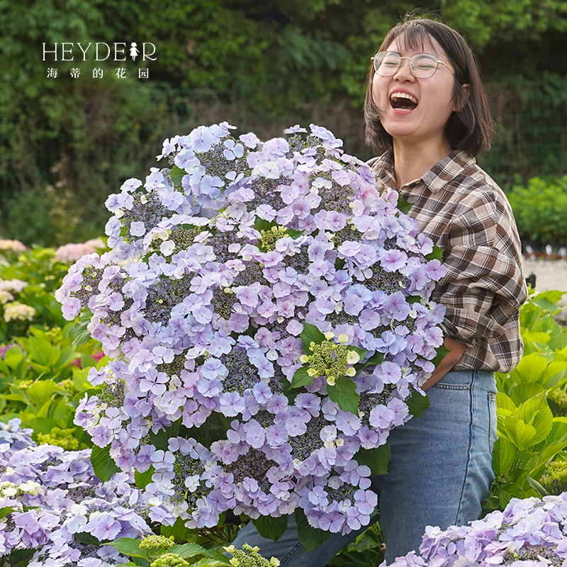 海蒂的花园姬小町平顶大花绣球花耐阴花量大室外盆栽花卉植物花苗 鲜花速递/花卉仿真/绿植园艺 绣球/木绣球/木本植物 原图主图