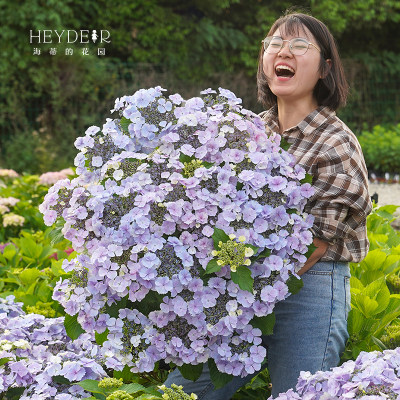 海蒂的花园姬小町花量大绣球花苗