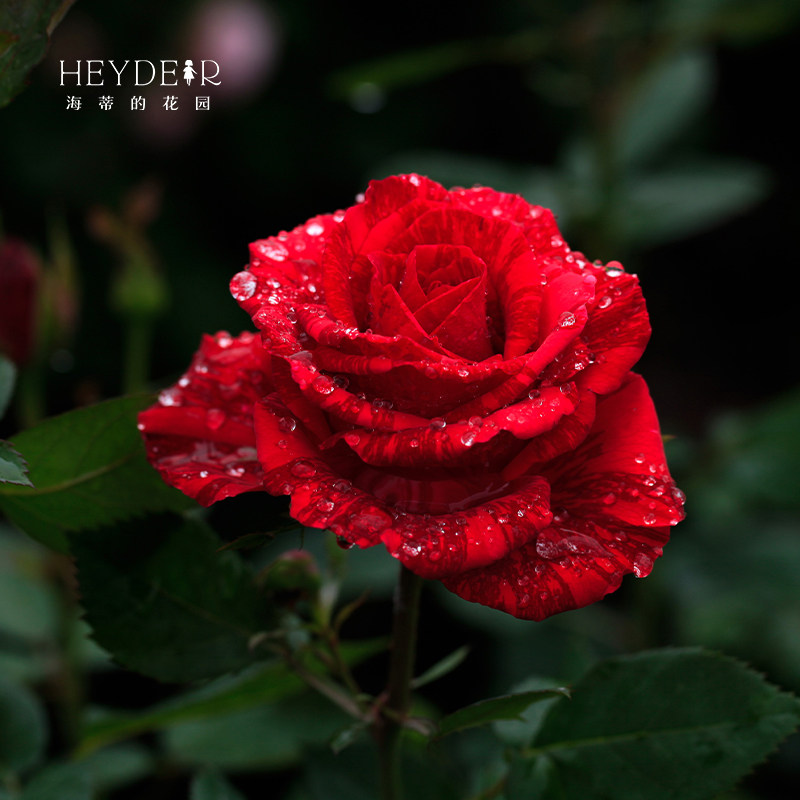 海蒂的花园条纹月季红色直觉盆栽