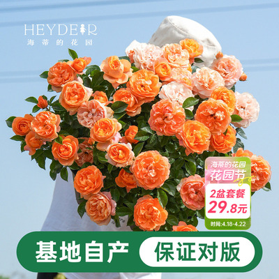 海蒂的花园月季花苗盆栽小苗爬藤玫瑰果汁阳台多季开花地栽花苗