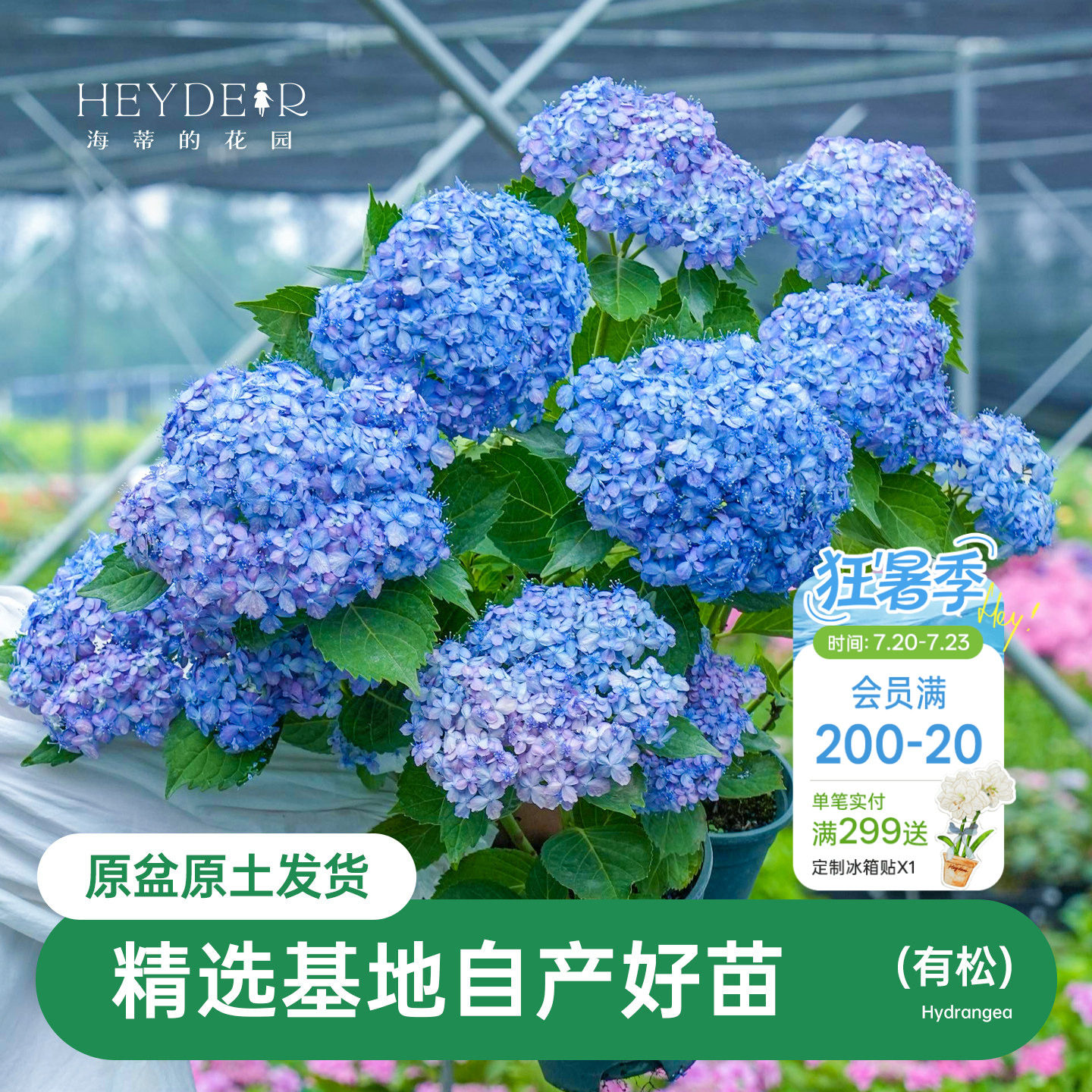 海蒂的花园 有松仙气感精致可调色大花绣球阳台庭院花卉植物盆栽
