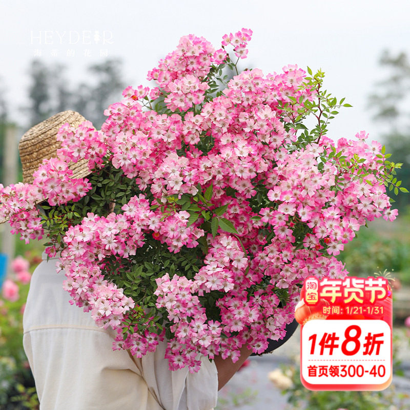 海蒂的花园 遮阳伞一款可吊起来种的月季春季成花瀑布花卉盆栽苗,鲜花速递/花卉仿真/绿植园艺,月季/蔷薇/玫瑰,淘宝优惠券,粉丝福利购,淘宝优惠卷