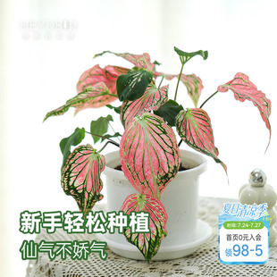 海蒂的花园 彩叶芋盆栽苗粉色飞溅白色恋人桌面观叶植物室内绿植