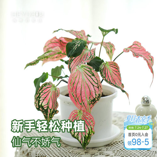 海蒂的花园 彩叶芋盆栽苗粉色飞溅白色恋人桌面观叶植物室内绿植