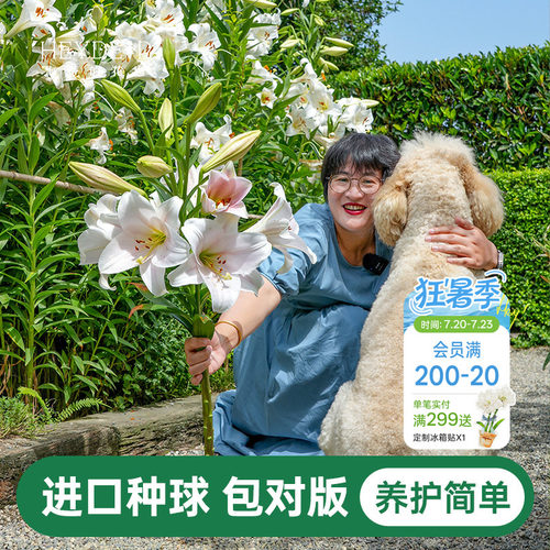 海蒂的花园百合种球重瓣香水