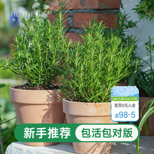 海蒂的花园迷迭香盆栽可食用室内绿植桌面阳台庭院老桩植物种植苗