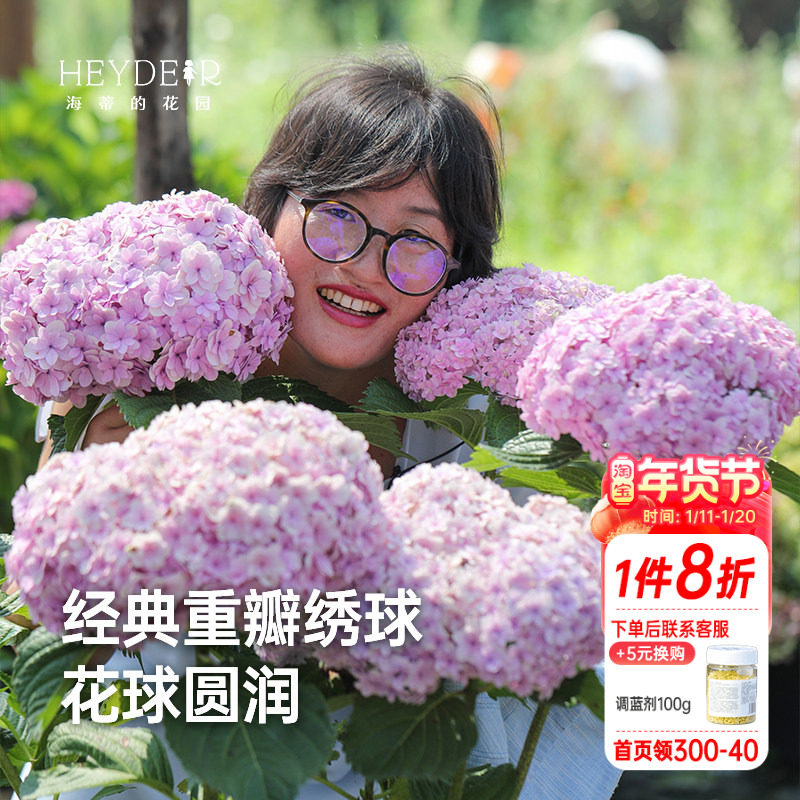 海蒂的花园花手鞠经典重瓣大花绣球可调色庭院阳台植物盆栽花卉苗,鲜花速递/花卉仿真/绿植园艺,绣球/木绣球/木本植物,淘宝优惠券,粉丝福利购,淘宝优惠卷