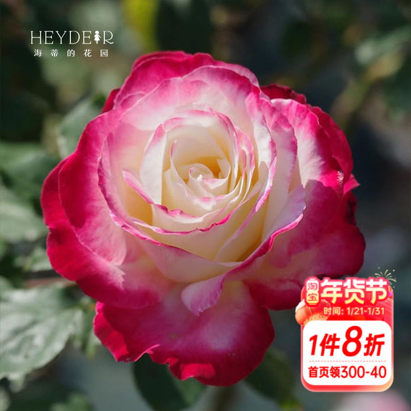 海蒂的花园月季花苗红双喜灌木切花品种复色月季玫瑰庭院花卉盆栽,鲜花速递/花卉仿真/绿植园艺,月季/蔷薇/玫瑰,淘宝优惠券,粉丝福利购,淘宝优惠卷