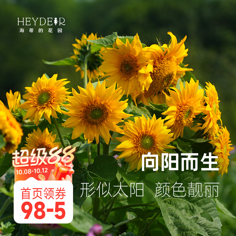 海蒂的花园向日葵种子太阳花好养阳台庭院绿植物海妈推荐成都总店