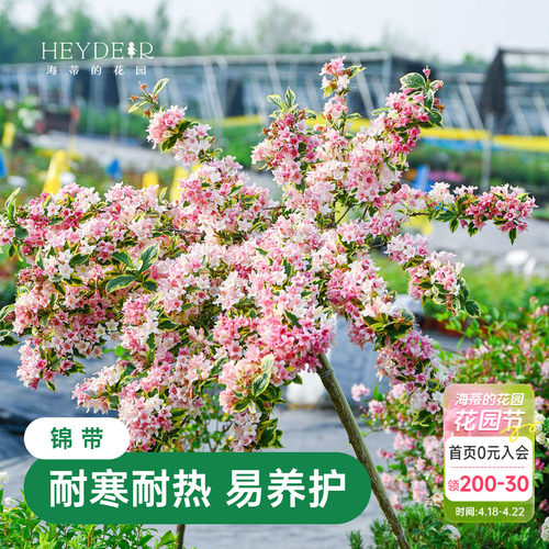 海蒂的花园花叶锦带春天爆花灌木