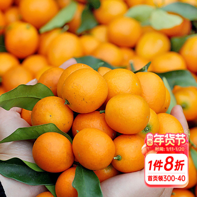 海蒂的花园脆皮金桔柑橘橘子树枇杷树苗石榴树盆栽阳台果苗桔子,鲜花速递/花卉仿真/绿植园艺,果树,淘宝优惠券,粉丝福利购,淘宝优惠卷