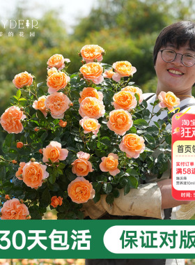 海蒂的花园月季花苗粉色龙沙宝石蓝色阴雨爬藤室外地栽盆栽