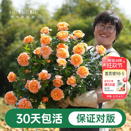 海蒂的花园月季花苗粉色龙沙宝石蓝色阴雨爬藤室外地栽盆栽