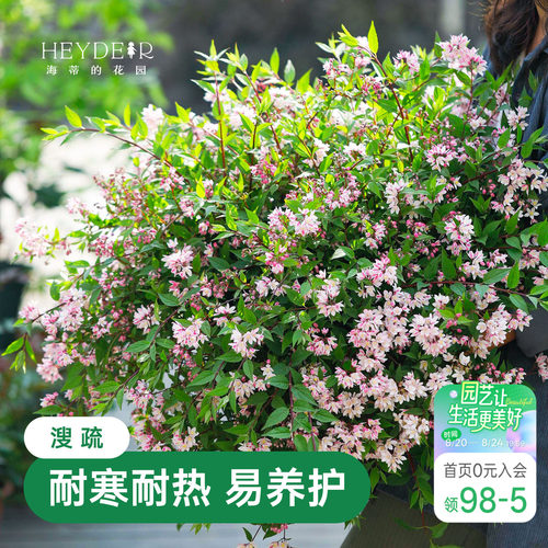 春天花瀑布溲疏海蒂的花园灌木